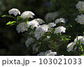 ひっそりと咲く、白い小さな花、コデマリ 103021033