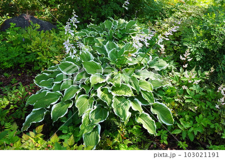 Hosta plantaginea, the fragrant plantain lily or August lily, is species of flowering plant in the family Asparagaceae. The flowering hosta bushes. Ornamental plant for landscaping and garden design. Hosta plantaginea, the fragrant plantain lily or August lily, is species of flowering plant in the family Asparagaceae. The flowering hosta bushes. Ornamental plant for landscaping and garden design. 103021191