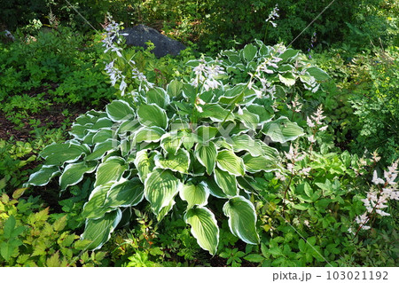 Hosta plantaginea, the fragrant plantain lily or August lily, is species of flowering plant in the family Asparagaceae. The flowering hosta bushes. Ornamental plant for landscaping and garden design. 103021192
