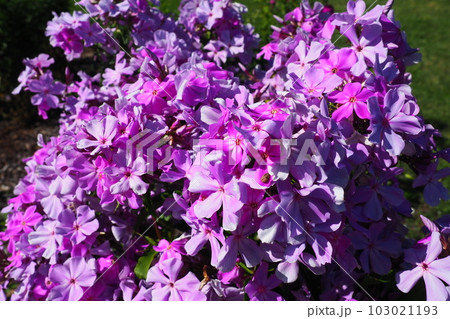 Phlox paniculata, fall phlox, garden phlox, perennial phlox. Phlox is a genus of 68 species of perennial and annual plants in the family Polemoniaceae. Pink purple flowers close up. 103021193