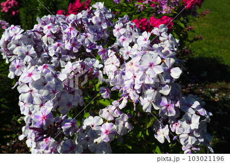 Phlox paniculata, fall phlox, garden phlox, perennial phlox. Phlox is a genus of 68 species of perennial and annual plants in the family Polemoniaceae. Pink purple flowers close up. 103021196