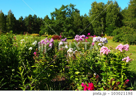 Phlox paniculata, fall phlox, garden phlox, perennial phlox. Phlox is a genus of 68 species of perennial and annual plants in the family Polemoniaceae. Pink purple flowers. Botanical garden Phlox paniculata, fall phlox, garden phlox, perennial phlox. Phlox is a genus of 68 species of perennial and annual plants in the family Polemoniaceae. Pink purple flowers. Botanical garden 103021198
