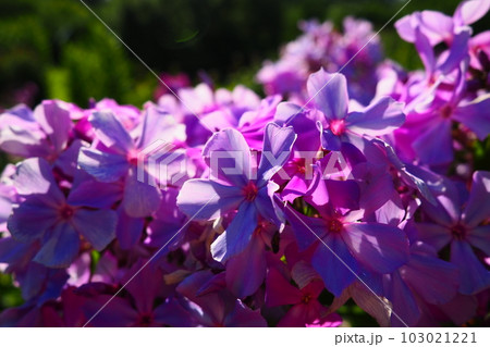 Phlox paniculata, fall phlox, garden phlox, perennial phlox. Phlox is a genus of 68 species of perennial and annual plants in the family Polemoniaceae. Pink purple flowers close up. 103021221