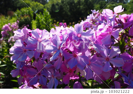 Phlox paniculata, fall phlox, garden phlox, perennial phlox. Phlox is a genus of 68 species of perennial and annual plants in the family Polemoniaceae. Pink purple flowers close up. Phlox paniculata, fall phlox, garden phlox, perennial phlox. Phlox is a genus of 68 species of perennial and annual plants in the family Polemoniaceae. Pink purple flowers close up. 103021222