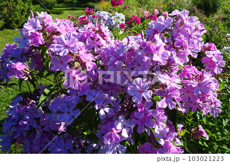 Phlox paniculata, fall phlox, garden phlox, perennial phlox. Phlox is a genus of 68 species of perennial and annual plants in the family Polemoniaceae. Pink purple flowers close up. Phlox paniculata, fall phlox, garden phlox, perennial phlox. Phlox is a genus of 68 species of perennial and annual plants in the family Polemoniaceae. Pink purple flowers close up. 103021223
