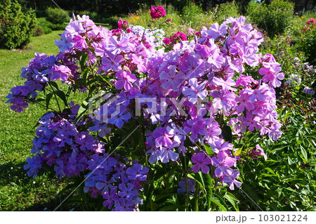 Phlox paniculata, fall phlox, garden phlox, perennial phlox. Phlox is a genus of 68 species of perennial and annual plants in the family Polemoniaceae. Pink purple flowers close up. Phlox paniculata, fall phlox, garden phlox, perennial phlox. Phlox is a genus of 68 species of perennial and annual plants in the family Polemoniaceae. Pink purple flowers close up. 103021224