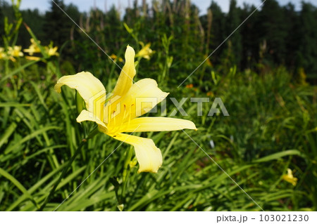 Daylily, or beautiful lemon-yellow, is a beautifully flowering perennial herbaceous plant. Long thin green leaves. Flowering as a hobby. Hemerocallis lilioasphodelus yellow variety 103021230