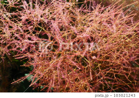 Cotinus coggygria, syn. Rhus cotinus, the European smoketree, Eurasian smoketree, smoke tree, smoke bush, Venetian sumach, or dyer's sumach, is a species of flowering plant in the family Anacardiaceae 103021243