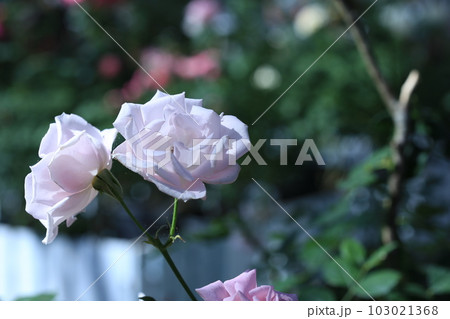 白バラ 桜貝 白バラ 桜貝 103021368