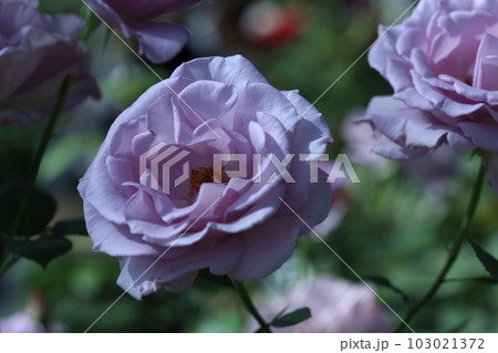 薔薇　夜来香 103021372