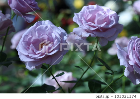 薔薇　夜来香 103021374