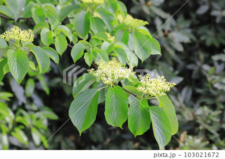 水木(ミズキ)の花 水木(ミズキ)の花 103021672