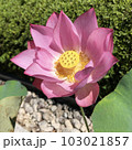 花 103021857