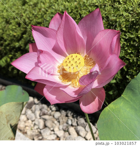 花 花 103021857