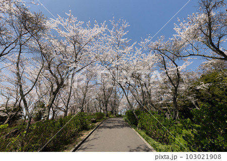 紫雲出山（しうでやま）の桜（香川県三豊市） 103021908