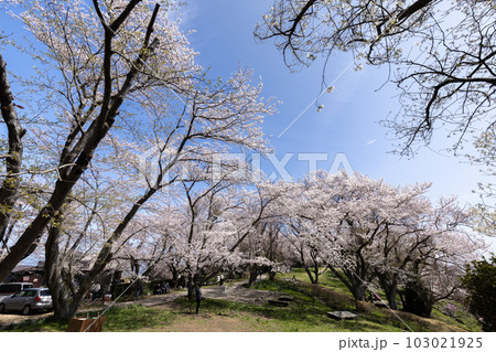 紫雲出山(しうでやま)の桜(香川県三豊市) 紫雲出山(しうでやま)の桜(香川県三豊市) 103021925