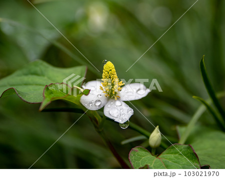 初夏の雨上がり 水滴が付いたドクダミの花 初夏の雨上がり 水滴が付いたドクダミの花 103021970