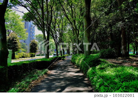 板橋十景　高島平団地とけやき並木 103022001