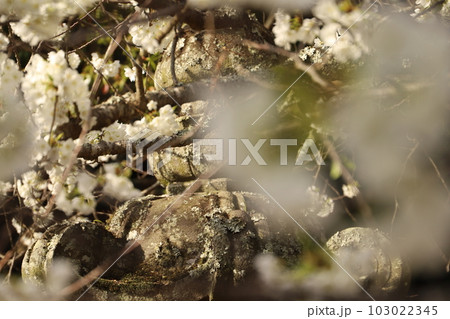 桜 みどりよしの 緑吉野満開 萩市 萩城跡 桜 みどりよしの 緑吉野満開 萩市 萩城跡 103022345