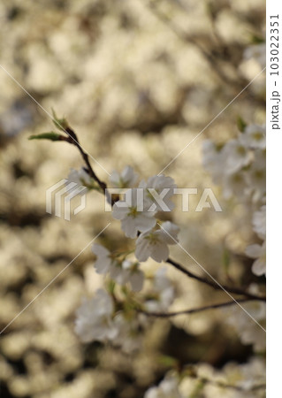 桜 みどりよしの 緑吉野満開 萩市 萩城跡 桜 みどりよしの 緑吉野満開 萩市 萩城跡 103022351