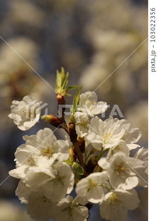 桜 みどりよしの 緑吉野満開 萩市 萩城跡 桜 みどりよしの 緑吉野満開 萩市 萩城跡 103022356