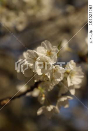 桜　みどりよしの　緑吉野満開　萩市　萩城跡 103022362