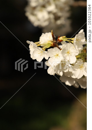 桜 みどりよしの 緑吉野満開 萩市 萩城跡 桜 みどりよしの 緑吉野満開 萩市 萩城跡 103022364