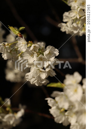 桜　みどりよしの　緑吉野満開　萩市　萩城跡 103022365