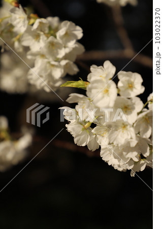 桜　みどりよしの　緑吉野満開　萩市　萩城跡 103022370