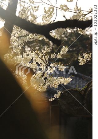 桜　みどりよしの　緑吉野満開　萩市　萩城跡 103022383