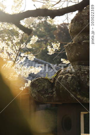 桜　みどりよしの　緑吉野満開　萩市　萩城跡 103022389