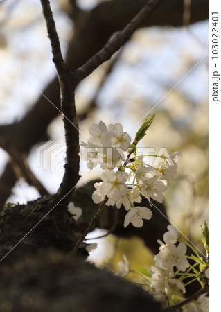 桜 みどりよしの 緑吉野満開 萩市 萩城跡 桜 みどりよしの 緑吉野満開 萩市 萩城跡 103022401
