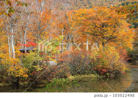 月山地蔵沼の紅葉 103022498