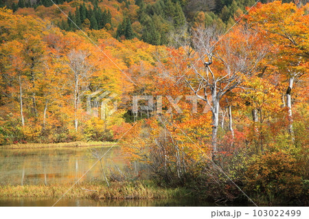月山地蔵沼の紅葉 月山地蔵沼の紅葉 103022499
