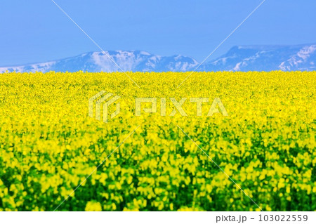 北海道 たきかわ菜の花畑(増毛山地バック)の絶景 北海道 たきかわ菜の花畑(増毛山地バック)の絶景 103022559