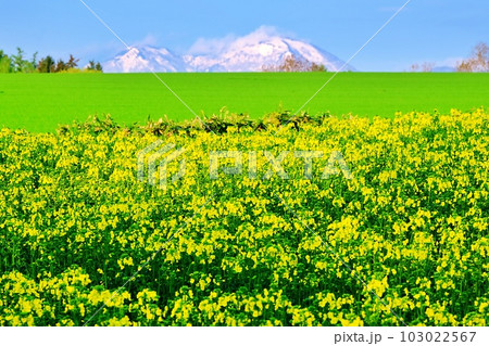 北海道 たきかわ菜の花畑(増毛山地バック)の絶景 北海道 たきかわ菜の花畑(増毛山地バック)の絶景 103022567