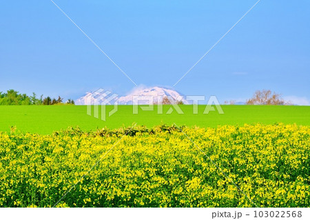 北海道 たきかわ菜の花畑（増毛山地バック）の絶景 103022568
