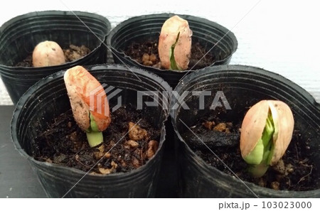 落花生の種蒔き　10日目 103023000