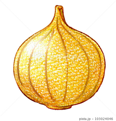 根菜の丸ごと玉ねぎの色鉛筆画ワンポイントイラスト 根菜の丸ごと玉ねぎの色鉛筆画ワンポイントイラスト 103024046
