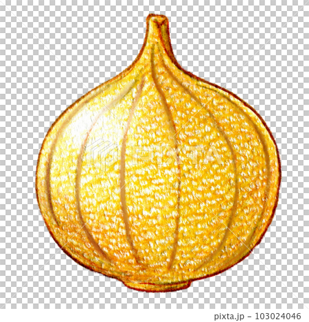 根莖類蔬菜整個洋蔥的彩色鉛筆劃的一點插圖 根莖類蔬菜整個洋蔥的彩色鉛筆劃的一點插圖 103024046