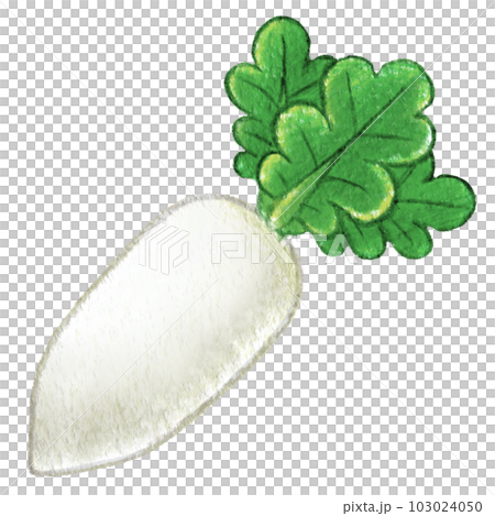 根菜のダイコンの色鉛筆画ワンポイントイラスト 根菜のダイコンの色鉛筆画ワンポイントイラスト 103024050