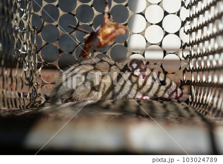 Rat in cage mousetrap, Mouse finding a way out of being confined, Trapping and removal of rodents that cause dirt and may be carriers of disease, Mice try to find freedom Rat in cage mousetrap, Mouse finding a way out of being confined, Trapping and removal of rodents that cause dirt and may be carriers of disease, Mice try to find freedom 103024789