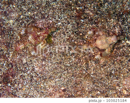 砂に擬態する二匹のウミテング 103025184