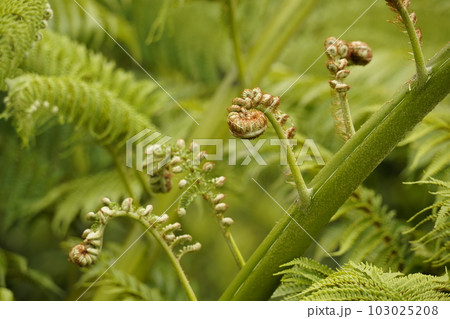 ヒカゲヘゴ 103025208