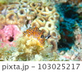 モザイクウミウシ 103025217
