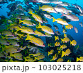 魚群_ヨスジフエダイ 103025218