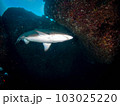 シロワニ 103025220