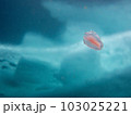 クラゲと流氷 103025221