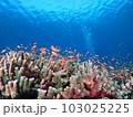 サンゴと群れ 103025225