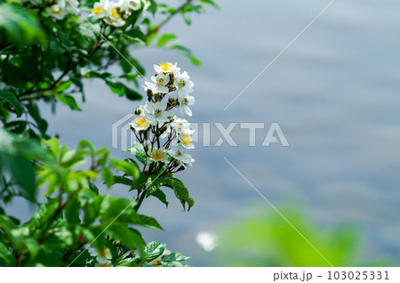 信濃川・やすらぎ堤の野薔薇の花 103025331